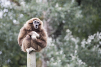 Gibbon