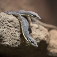 Glauerts Felsenwaran