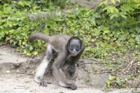 Goldstirnklammeraffe Jungtier