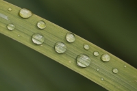 Grashalm mit Wassertropfen