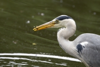 Graureiher mit Fisch