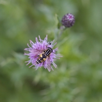Große Sumpfschwebfliege