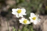 Großes Windröschen