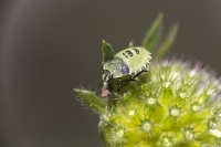 Grüne Stinkwanze Larve