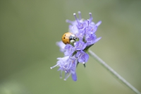 Harlekin-Marienkäfer