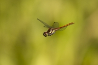 Heidelibelle fliegend