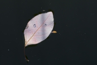 Herbstblatt mit Wassertropfen