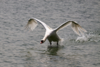 Hoeckerschwan-8769 1