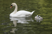 Höckerschwan mit Küken