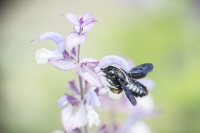 Holzbiene an Schopfsalbei