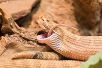 Hopi-Klapperschlange