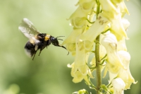 Hummel an gelbem Eisenhut