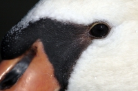 Höckerschwan Auge