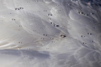 Höckerschwan Gefieder