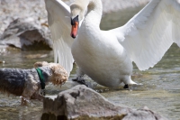 Höckerschwan gegen Hund