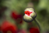 Islandmohn rot 