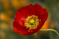 Islandmohn rot