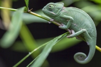 Jemenchamäleon Baby