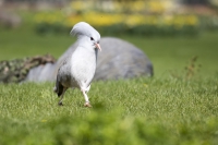 Kagu