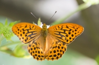 Einheim. Schmetterlinge