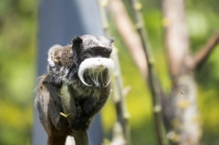 Kaiserschnurrbarttamarin