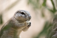 Kap-Borstenhörnchen