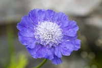 Kaukasische Skabiose