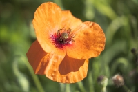 Klatschmohn gelb