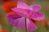 Klatschmohn rosa