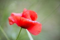 Klatschmohn rot