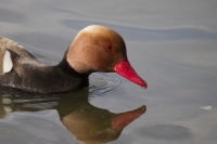 Kolbenente männlich