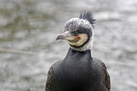 Kormoran
