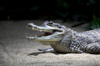 Krokodilkaiman
