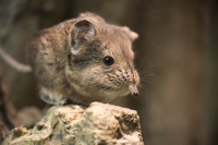 Kurzohrrüsselspringer