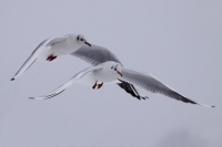 Lachmöwen im Schnee 2