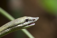 Langnasenstrauchnatter