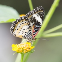 Leoparden-Netzflügler