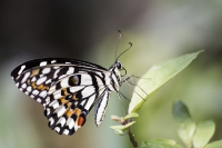 Limetten Schwalbenschwanz