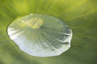Lotusblatt mit Wassertropfen 2