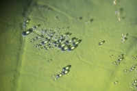 Lotusblatt mit Wassertropfen