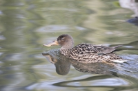 Löffelente weiblich