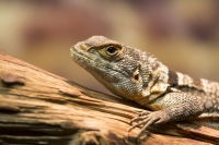 Madagaskar Leguan
