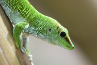 Madagaskar Taggecko