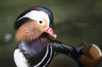 Mandarinente männlich