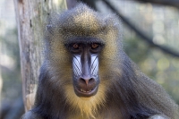 Mandrill