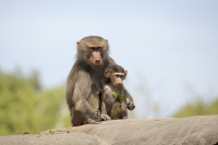 Mantelpavian mit Baby