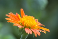 Mexikanische Sonnenblume