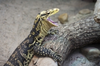 Mindanao-Bindenwaran