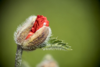 Mohn Knospe