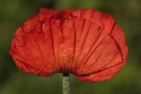 Mohn rot